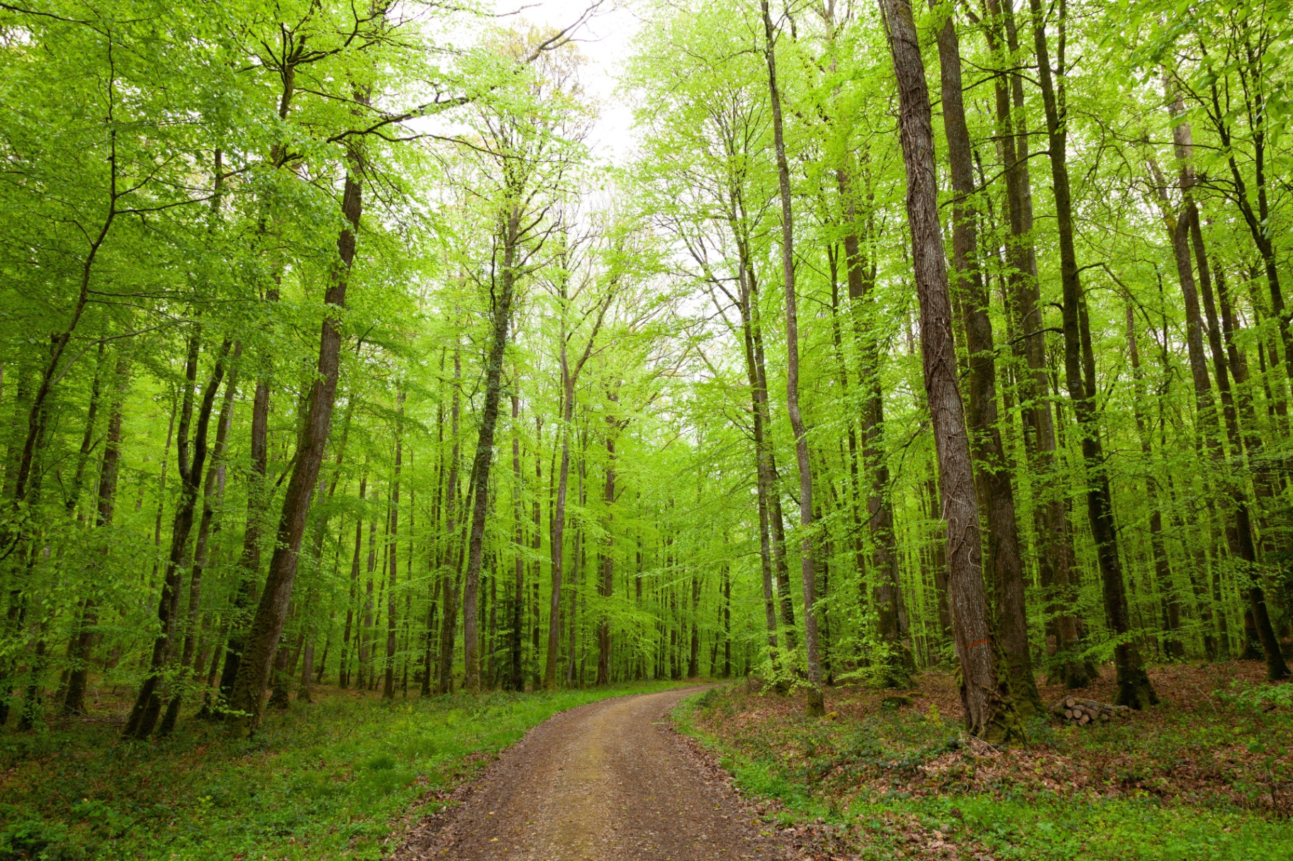 Chemin lumineux traversant une forêt de hêtres au printemps